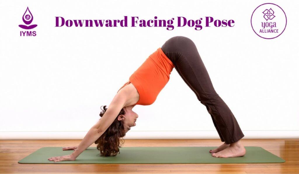 Downward Facing Dog or Adho Mukha Svanasana