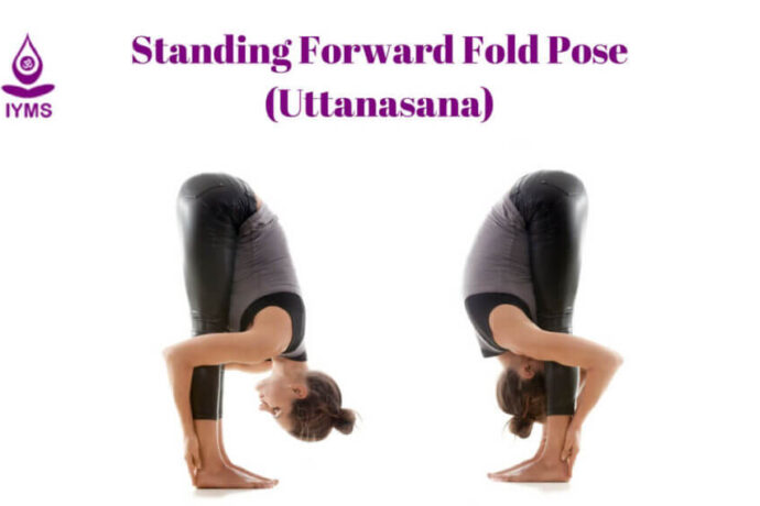 Standing Forward Fold Pose or Uttanasana